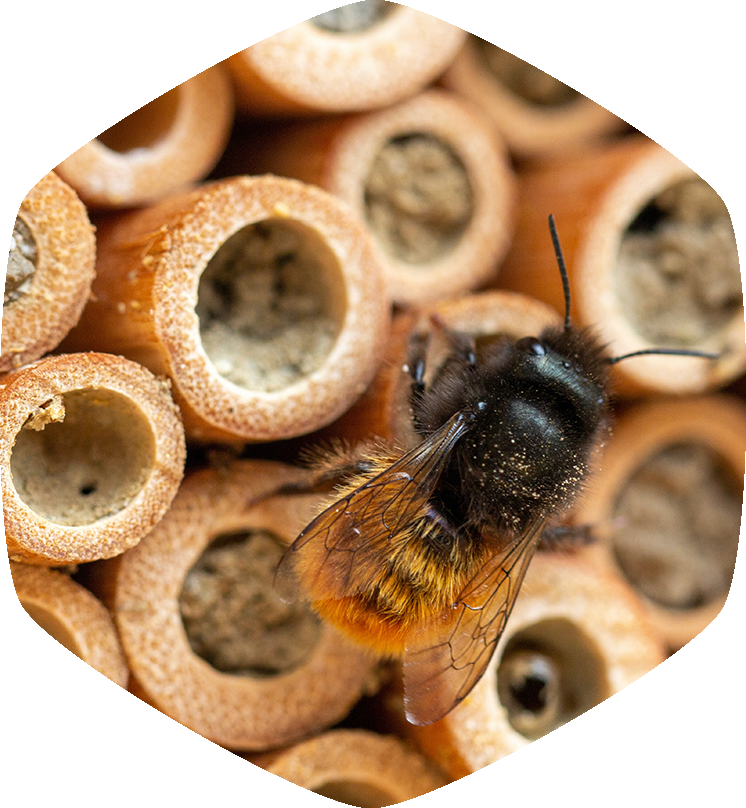 Plaats een bijenhotel voor metselbijen en andere insecten